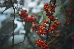 Berries