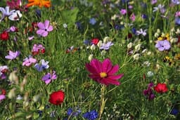 Bouquet Floral