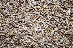 Cumin