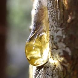 Elemi