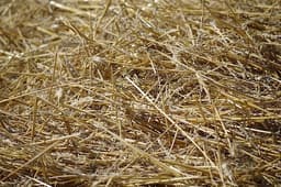 Hay