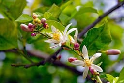 Lemon Flower