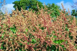 Mango Flower