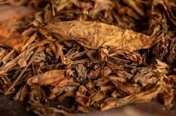 Hojas de Tabaco