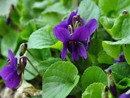 Violet Leaves