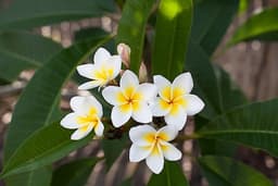Frangipane