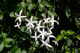Jasmine