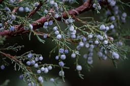 Juniper