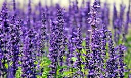 Lavendel