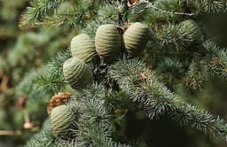 Cedar Wood