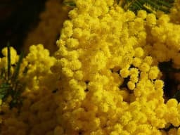 Mimoza