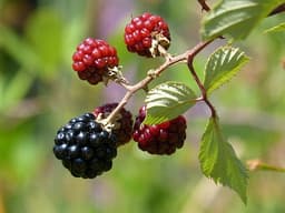 Blackberry