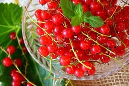 Rote Johannisbeere