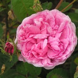Cabbage Rose