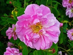 Rose de Damas