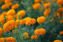 Tagetes