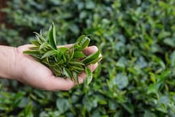Green Tea