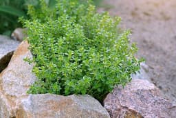 Thymian