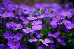 Violette