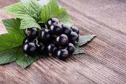 Grosella Negra