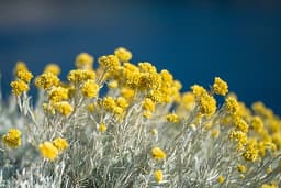Strohblume