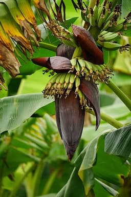 Bananenblüte