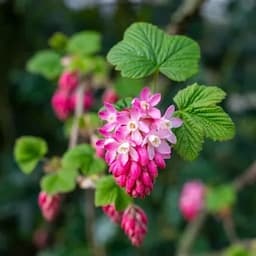 Black Currant Flower