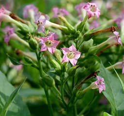 Fleur de Tabac