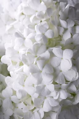White Flowers