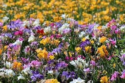 Freesia