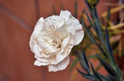 Carnation