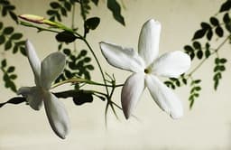 Jasmine Sambac
