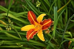 Lily