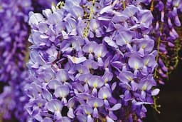 Glycine