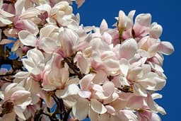 Magnolie