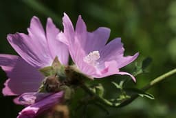 Malwa