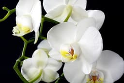 Orchid