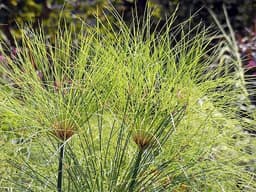 Papirus