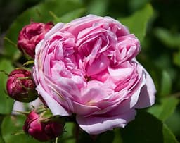 Rose de Bulgarie