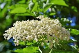 Elderberry