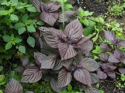 Shiso
