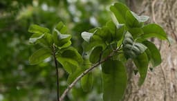 Balsam Peru