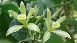 Vainilla Verde